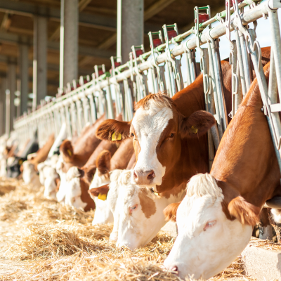 cattle in cowshed eating hay