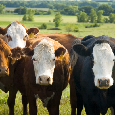 herd of cattle standing in field
