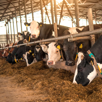 cattle in barn eating hay