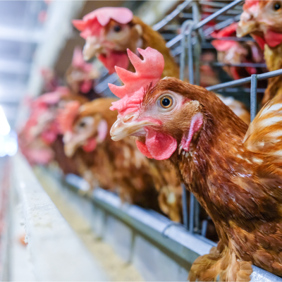 roosters in barn