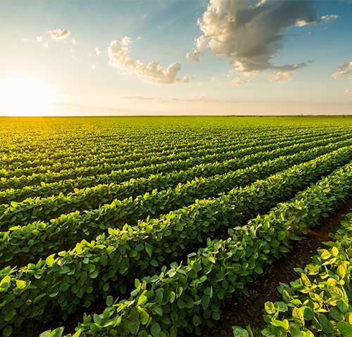 field of crops